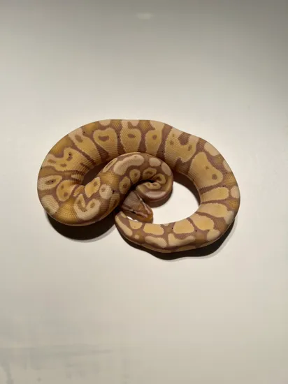Pastel Banana Poss YB Het Clown Ball Python by Florida Born Exotics