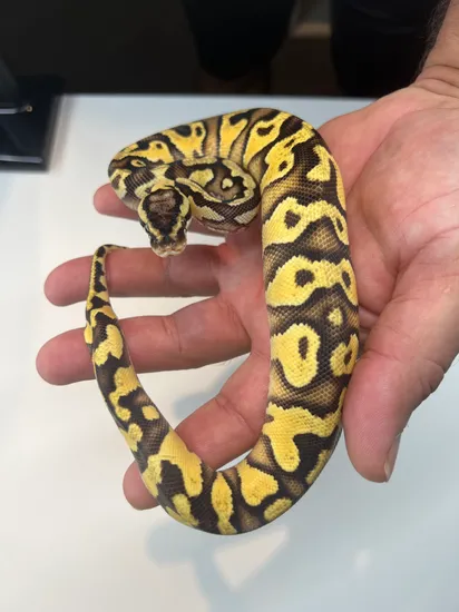 Pastel Enchi YB Het Clown Ball Python by Florida Born Exotics