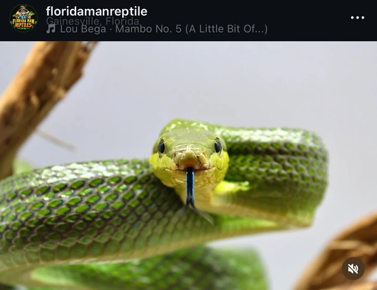 Red-Tailed Green Rat Snake by Florida Man Reptiles LLC