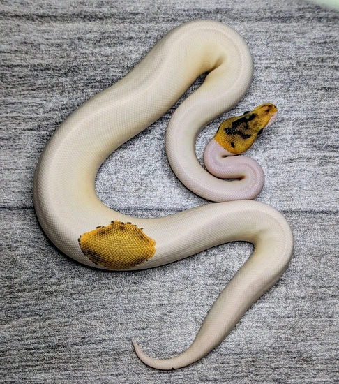 Pinto Ball Python 2023 Pinto Pied (Poss Het Clown) Ball Python by Flower City Exotics