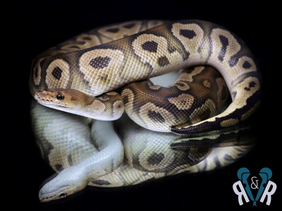 Cypress Clown Ball Python by Rodents & Royals