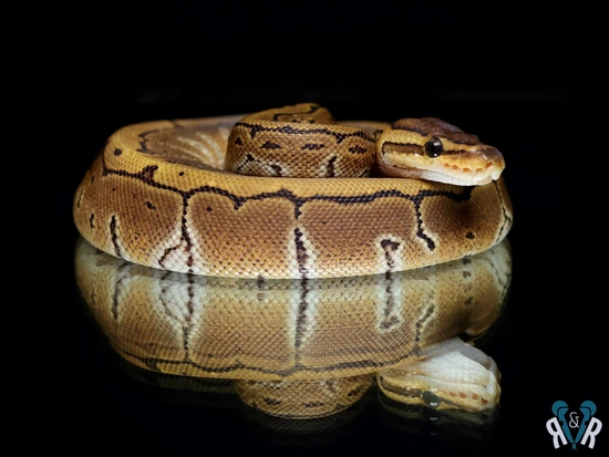 Pinstripe Het Clown Ball Python by Rodents & Royals