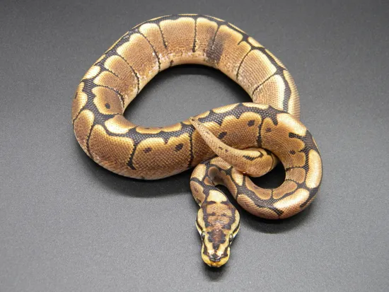 Ball Python Kingdom Spider Ball Python (Paradox) Ball Python by Red Kingdom Reptiles