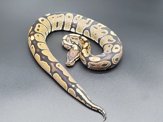 Ball Python Kingdom Normal Ball Python by Red Kingdom Reptiles