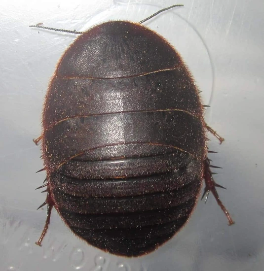 Mixed Cockroach Chinese Medicinal Roach (Eupolyphaga Sinensis) 'White Eyes' 10 Ct Mixed ...