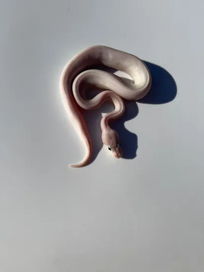 Ivory Ball Python by Quetzalcoatl Regius Colima