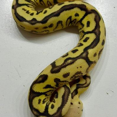 Spotnose Hurricane YB Pastel Clown