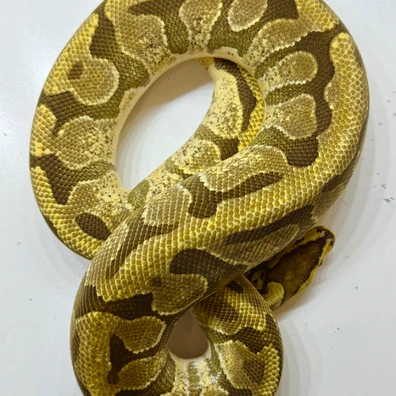 Fire Puzzle (Proven Breeder)