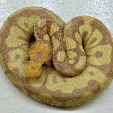 CoralGlow DesertGhost Clown