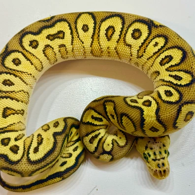 Cypress YB Pastel Clown