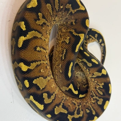 Super Asphalt Het Clown