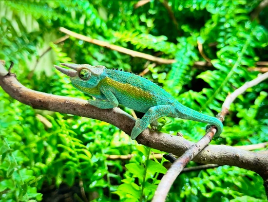 The Jackson's Chameleon (Trioceros Jacksonii) Is A Striking