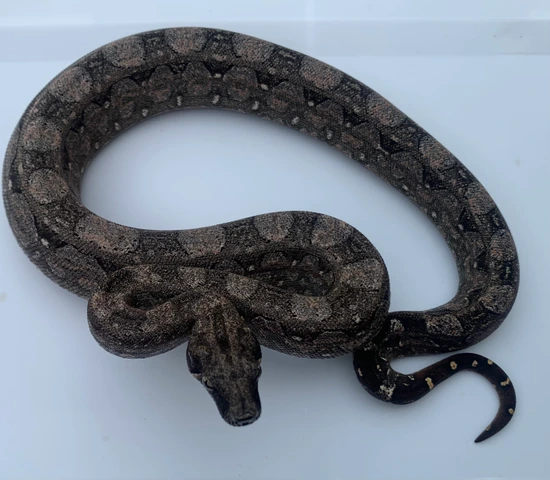 Argentine Boas $500 Shipped 1 Male Left! Argentine Boa Constrictor by ...