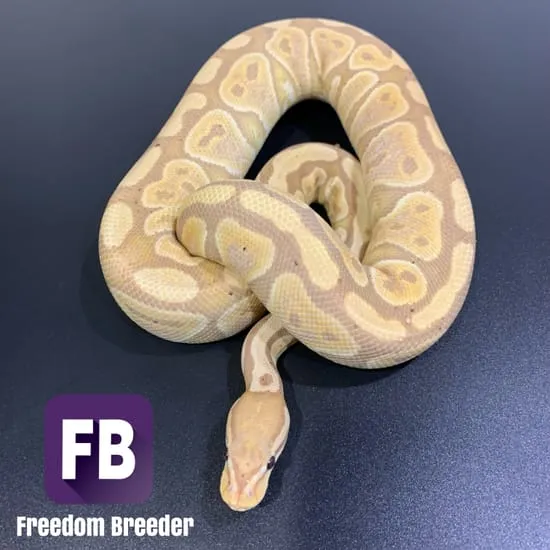 Coral Glow Arroyo Ball Python by Freedom Breeder