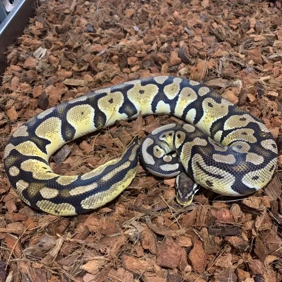 Pastel Arroyo Ball Python by Freedom Breeder