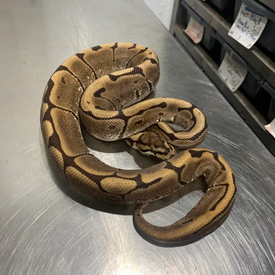 Spider Chocolate Pos. Het Russo Ball Python by Freedom Breeder