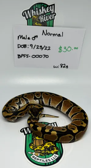 Normal Ball Python by Whiskey River Reptiles
