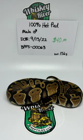 Normal 100% Het Pied Ball Python by Whiskey River Reptiles