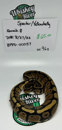 Specter / Yellowbelly Ball Python by Whiskey River Reptiles