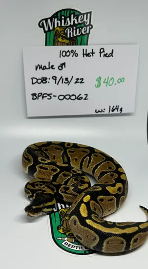 Normal 100% Het Pied Ball Python by Whiskey River Reptiles