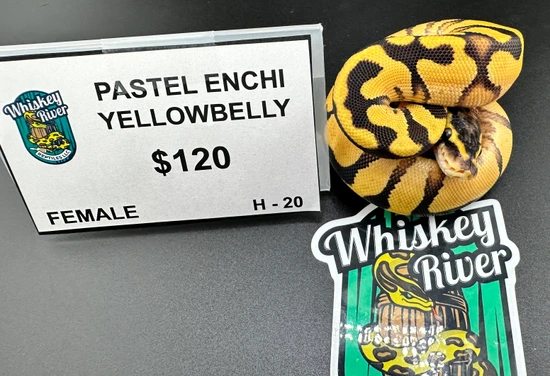 Pastel Enchi Yellowbelly Ball Python by Whiskey River Reptiles