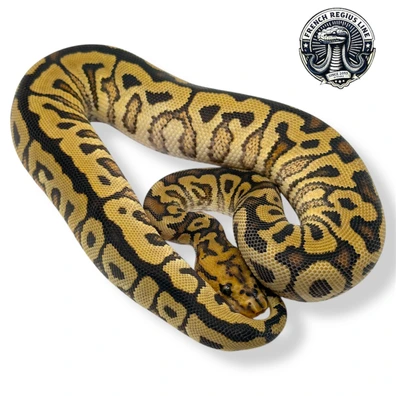 Ghi Spotnose Clown 66% Het Hypo Ball Python - female for sale from French Regius Line
