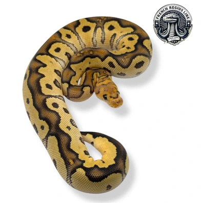 Fire Clown Ball Python - female for sale from French Regius Line