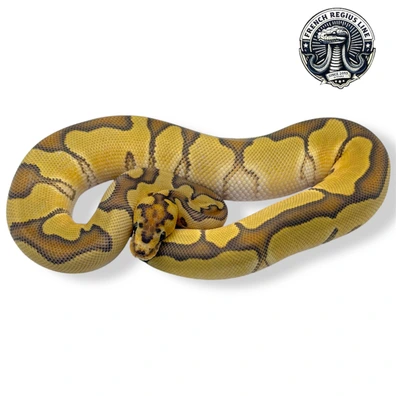 Enchi Clown Hypo Ball Python - male for sale from French Regius Line