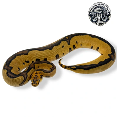 Léopard Clown Het Hypo Ball Python - female for sale from French Regius Line