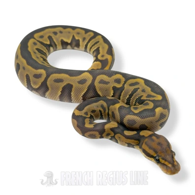 Leopard Hypo DH Ultramel Clown Ball Python - female for sale from French Regius Line