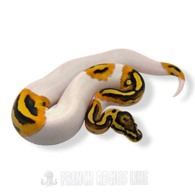 YB DG Piebald Het Clown Ball Python - female for sale from French Regius Line