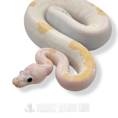 Super Fire Microscale Clown Ball Python - female for sale from French Regius Line