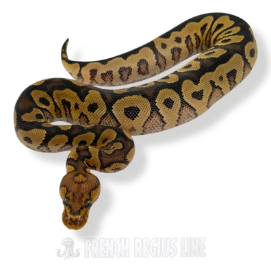 YB Clown DH 66% DG Piebald Ball Python - male for sale from French Regius Line