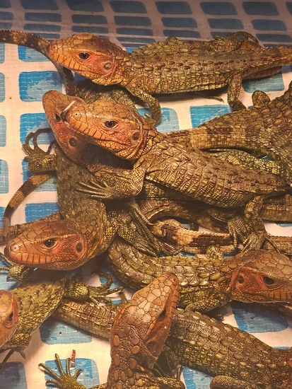 Caiman Lizard Special by Frogs Direct