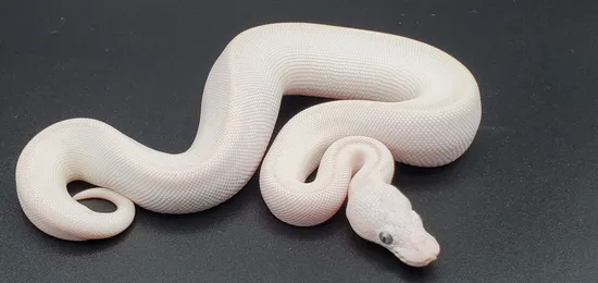BEL: Super Lesser Ball Python by Frosty Pythons