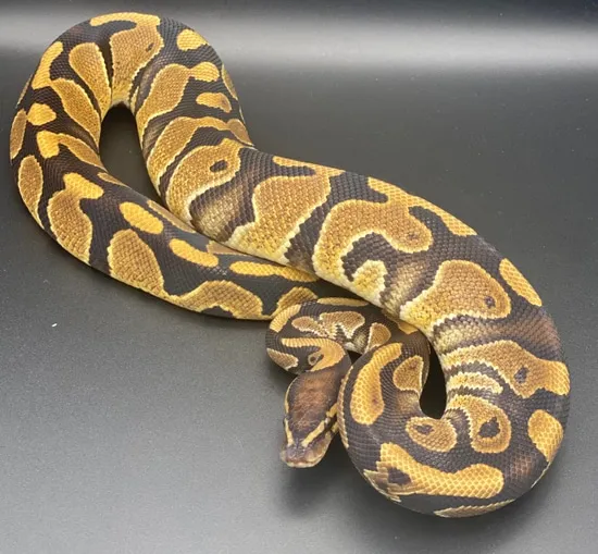 Normal Triple Het Holy Grail Ball Python by Get Morphed BP