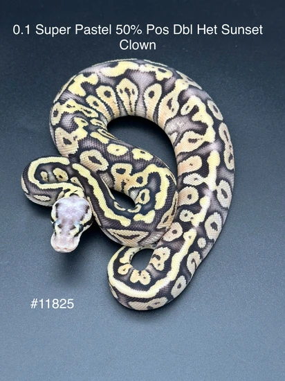 Super Pastel 50% Pos Dbl Het Sunset Clown Ball Python by Get Morphed BP