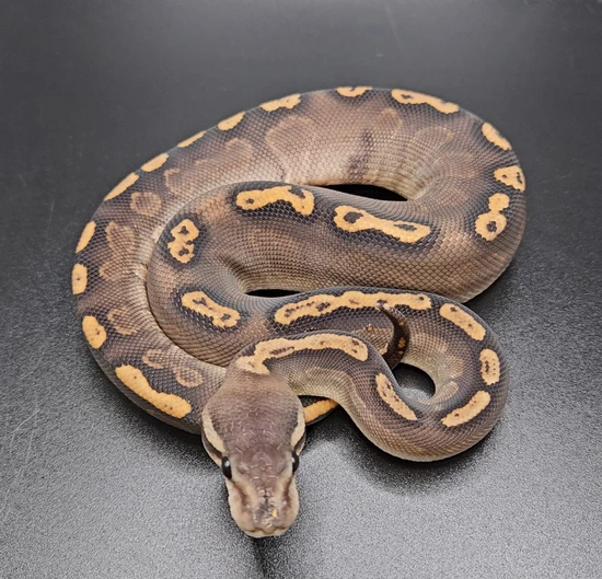 Ghi Cinny Pos Redstripe Huffman Het Clown 66% Hypo Ball Python by Get ...