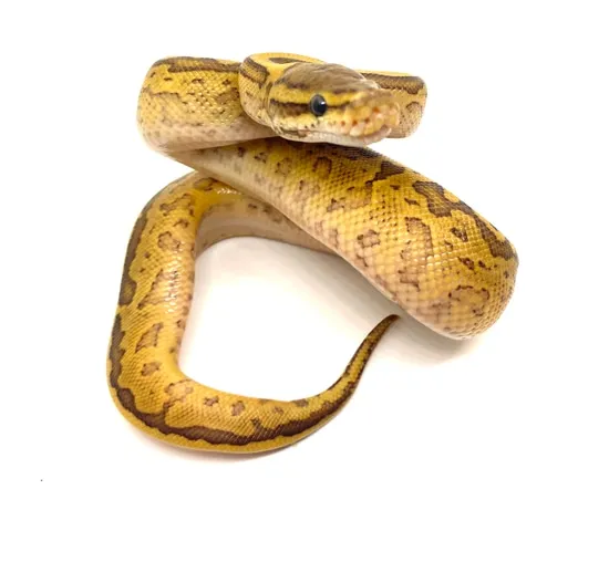 Acid Lesser Pinstripe Ball Python by Full Throttle Reptiles