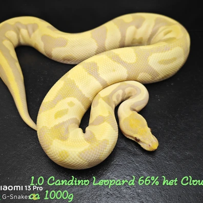 1.0 Leopard Candino 66% Het Clown
