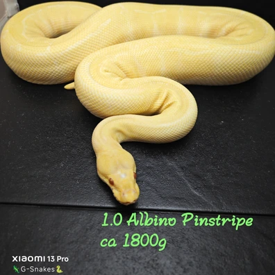 1.0 Albino Pinstripe