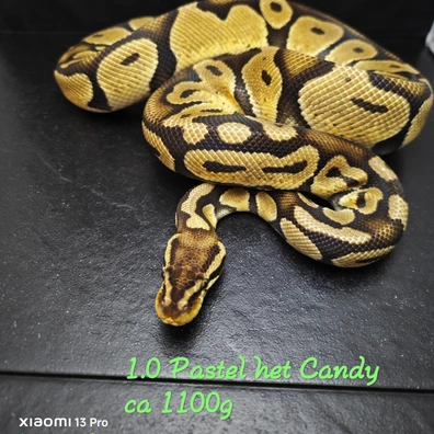 1.0 Pastel Het Candy