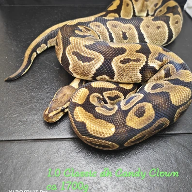 1.0 Classic Het Candy Het Clown