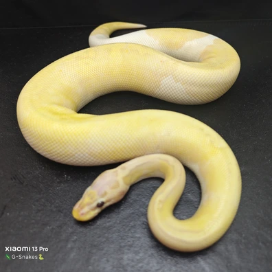 HAMM 1.0 Super Banana Super Pastel Pied