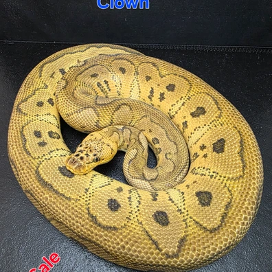 1.0 Pastel Red Stripe Clown PB Ball Python - male for sale from G-Snakes