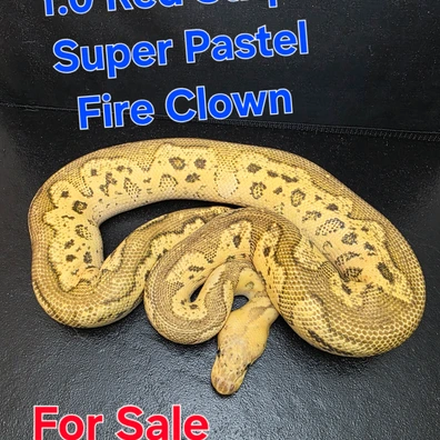 1.0 Red Stripe Super Pastel Fire Clown PB Ball Python - male for sale from G-Snakes