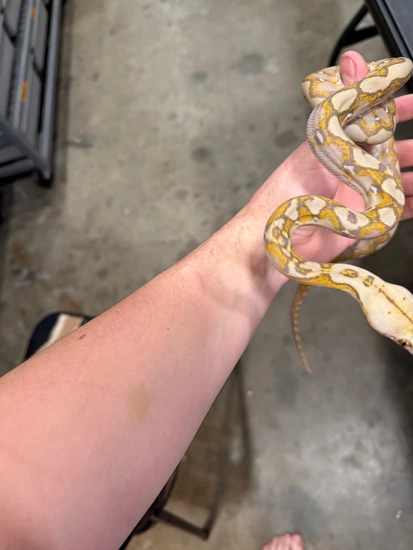 Renick Ghost 66% Silver Line Anthrax Reticulated Python by Rock’in ...