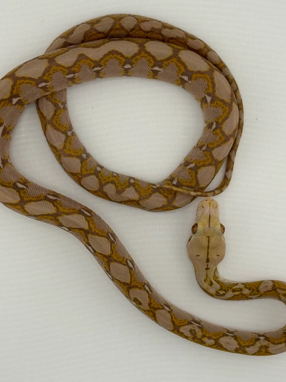 Renick Ghost 66% Silver Line Anthrax Reticulated Python by Rock’in ...