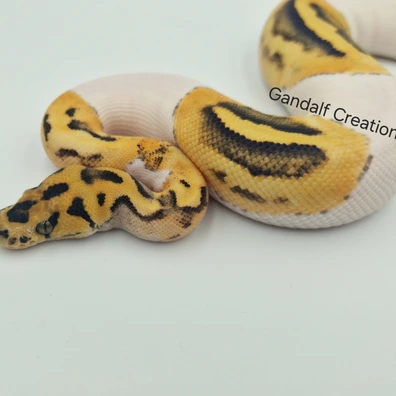 Clown Pied Desertghost Ball Python - female for sale from Gandalf_Creation