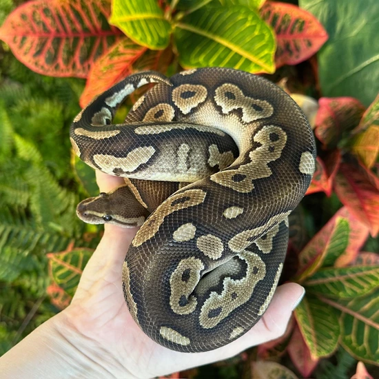 Chocolate Cinnamon Special Het Clown Ball Python by Gardner Reptiles